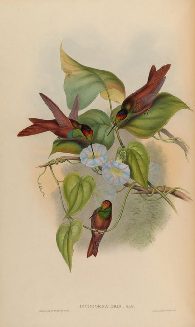 Diphogena iris de John Gould